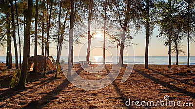 Rays of sunlight shining through the pine tree and creating a dynamic scenery of light and shadow on the beach. Stock Photo