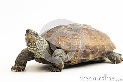 The razor-backed musk turtle (Sternotherus carinatus) isolated on white background Stock Photo