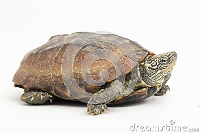 The razor-backed musk turtle (Sternotherus carinatus) isolated on white background Stock Photo