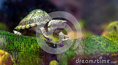 Razor-backed musk turtle, Sternotherus carinatus Stock Photo