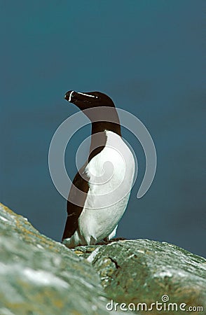 Razor Billed Auk, alca torda, Adult standing on Rock, Scotland Stock Photo