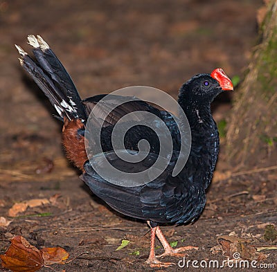 Razor-billed Curassow Stock Photo