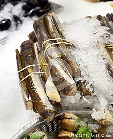 Razor clams on ice Stock Photo