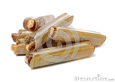 Razor clams Stock Photo