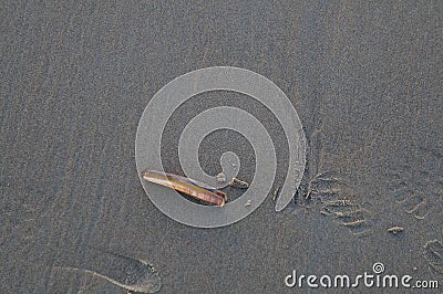 Razor shell on the sand Stock Photo