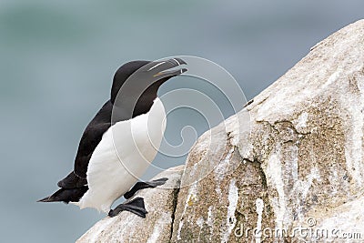 Razorbill Alca torda adult, on rock looking over the Ocean Stock Photo