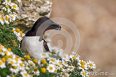 Razorbill - Alca torda, among the cliff face daisies. Stock Photo