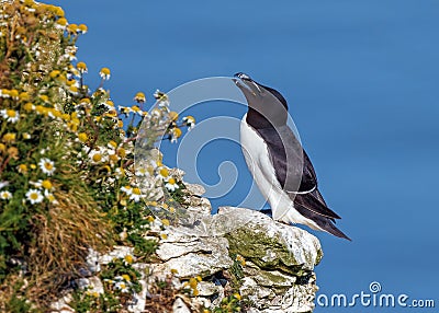 Razorbill - Alca torda, perched on the cliff face. Stock Photo