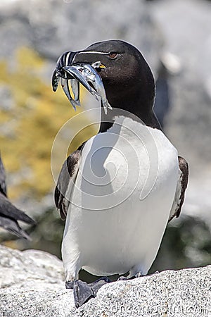 Razorbill on Machias Seal Island Stock Photo