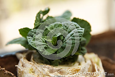 Re-seedling of Beijing cabbage in peat containers Stock Photo