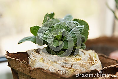 Re-seedling of Beijing cabbage in peat containers Stock Photo