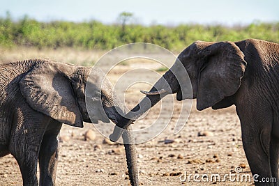 Reach out and touch: elephant touching Stock Photo