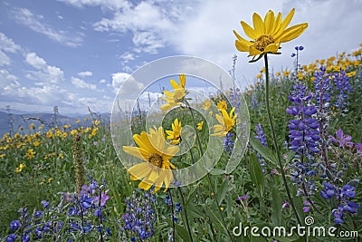 Mountain wildflowers common sunflower blue sky flowers wildflower Stock Photo