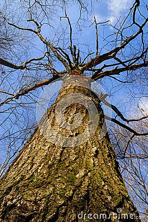 Reach for the Sky Stock Photo