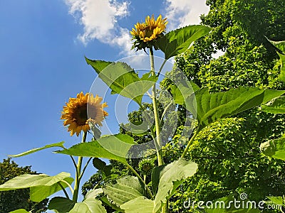 Reach for the sky Stock Photo