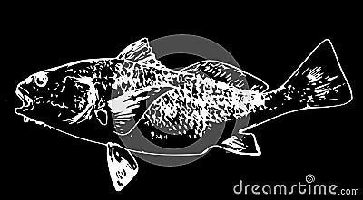 Black drum fish fishing on black background Stock Photo