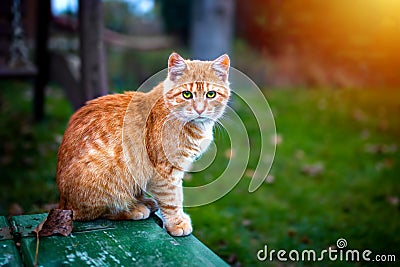 readhead cat sitting Stock Photo