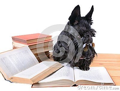 Reading dog Stock Photo