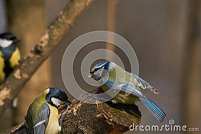 Ready for a fight , one against two rivals. Stock Photo