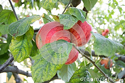 A red apple in it`s tree. Stock Photo