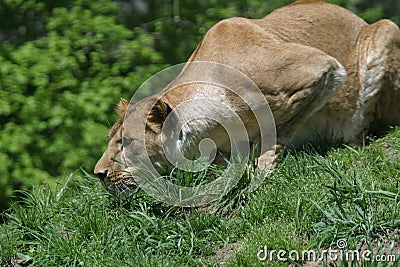 Ready to Pounce Stock Photo