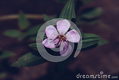 Real Abstract nature beauty photo background. Purple violet herb flower small alone bloom green simple leafe. Floral Stock Photo