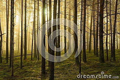 Real is beautiful. Fresh early morning mist in the forest. Stock Photo