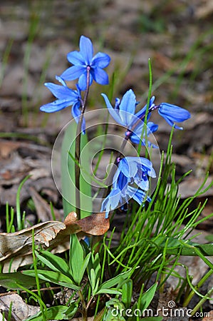 Gorgeous bluebell flowers in the forest. Stock Photo