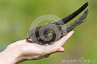 A real bird in the hand. Swift Stock Photo