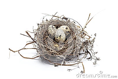 Real bird nest with eggs Stock Photo