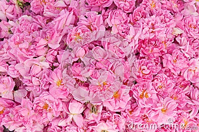 Real Bulgarian Damascena Rose Stock Photo