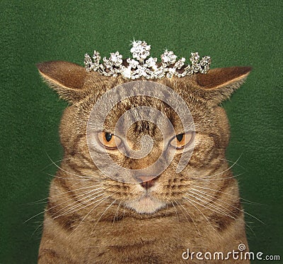 The real cat king. Stock Photo