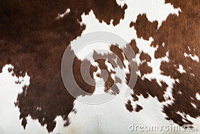 Real cow skin texture Stock Photo