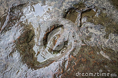 Real dinosaur footprint , Thailand. Stock Photo