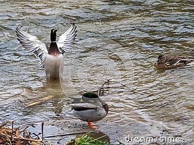 Real duck Stock Photo