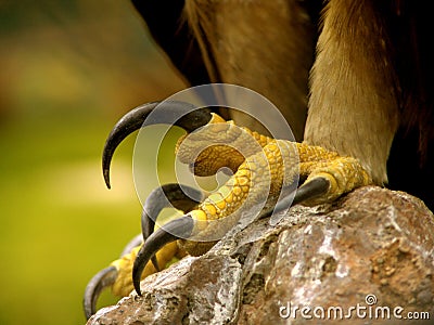Real Eagle claws Stock Photo