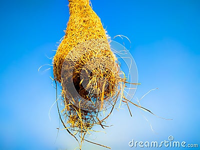 Real empty bird nest on blue background Stock Photo