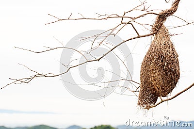 Real empty bird nest Stock Photo