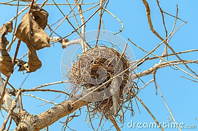 Real empty bird nest on dry tree Stock Photo