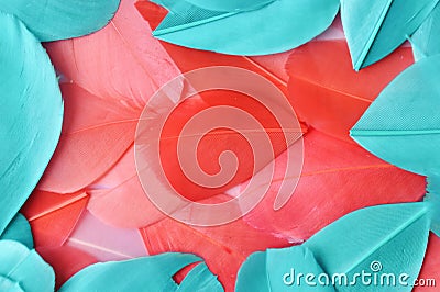 Real feathers trend color living coral and cyan closeup. Color of the year 2019 Pattern for your Design Stock Photo