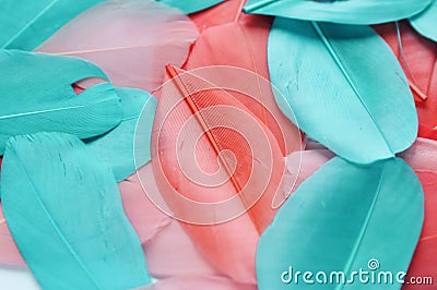 Real feathers trend color living coral and cyan closeup. Color of the year 2019 Pattern for your Design Stock Photo