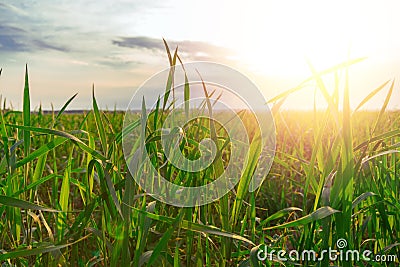 Real fresh green grass blackgroud with evening sun shines. Plants grows. Stock Photo