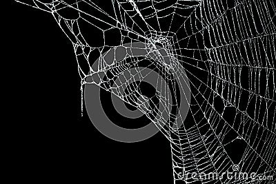 Real frost covered spider web Stock Photo