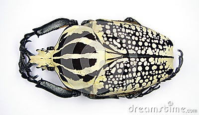 Real giant beetle Goliathus orientalis from Congo Stock Photo