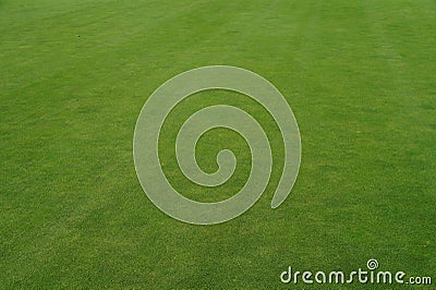 Real golf lawn green texture - grass Stock Photo