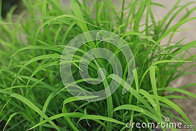 Real grass photo high Quality Stock Photo