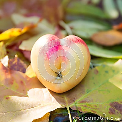 Real Heart Shaped Apple on Autumn Foliage and Grass Stock Photo