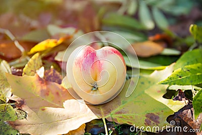 Real Heart Shaped Apple on Autumn Foliage and Grass Stock Photo