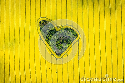 Real heart shaped copse of forest among rape field. Nature love. Valentine symbol. Stock Photo