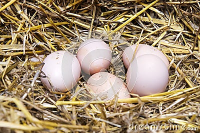 Real the hen roost with eggs. Stock Photo